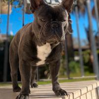 Bulldog grigio x monta