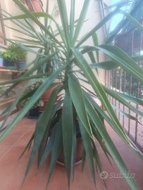 pianta di yucca