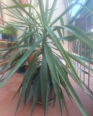 pianta di yucca