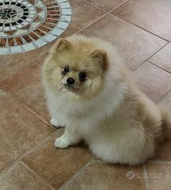 Pomerania maschio