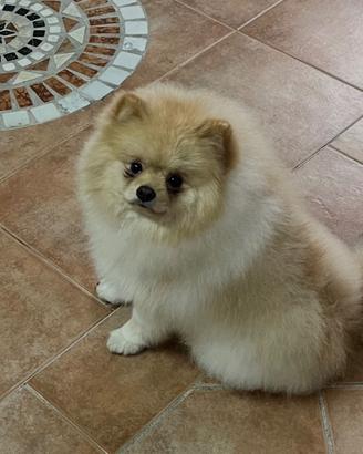 Pomerania maschio