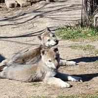 Cuccioli di cane lupo cecoslovacco