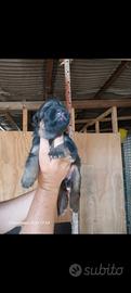 Cuccioli di pastore tedesco