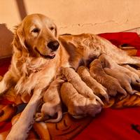 Cuccioli di Golden Retriever