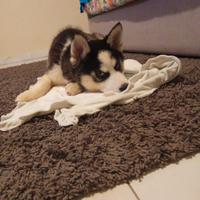 Disponibili Cuccioli Siberian Husky