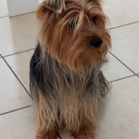 Maschio 4anni per monta