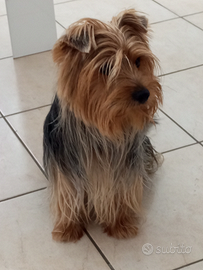 Maschio 4anni per monta