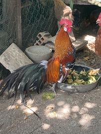 Polli ornamentali