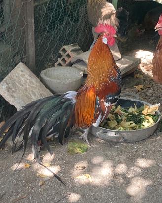 Polli ornamentali