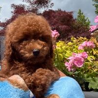 Cuccioli di barboncino