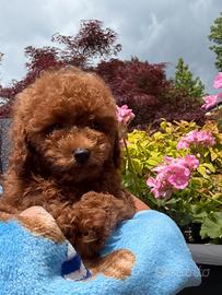 Cuccioli di barboncino