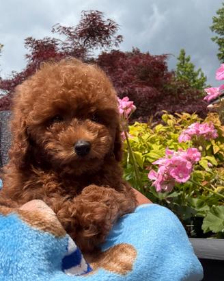 Cuccioli di barboncino