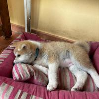 Cucciole Akita Inu