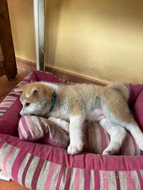 Cucciole Akita Inu