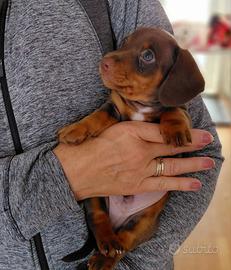 Cuccioli bassotti maschietti femminucce