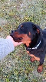 Cucciolo maschio di rottweiler