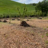 Noccioleto 300 piante 1 ettaro terreno recintato