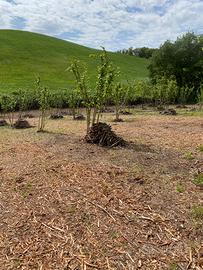 Noccioleto 300 piante 1 ettaro terreno recintato