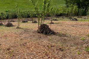 Noccioleto 300 piante 1 ettaro terreno recintato
