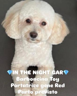 Barboncini toy