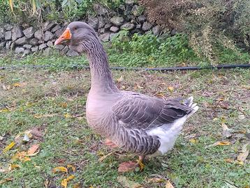 Oca Tolosa industriale