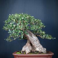 Olivastro (Olea Oleaster)