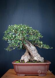 Olivastro (Olea Oleaster)