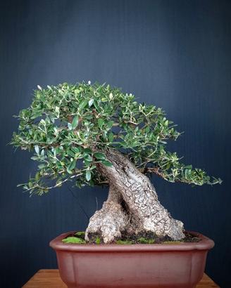 Olivastro (Olea Oleaster)