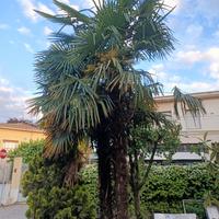 Palme da Giardino 