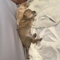 Chihuahua toy Senza Pedigree