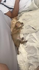 Chihuahua toy Senza Pedigree