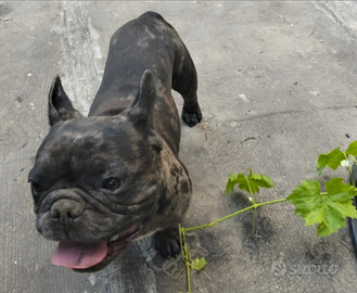 Bulldog francese