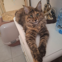 Maine Coon femminucia 9 mesi disponibile