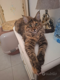 Maine Coon femminucia 9 mesi disponibile