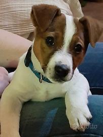 Jack Russell per accoppiamento