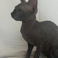 Gattina femminuccia di Canadian Sphynx