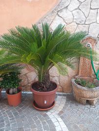 cicas di oltre 13 anni 
