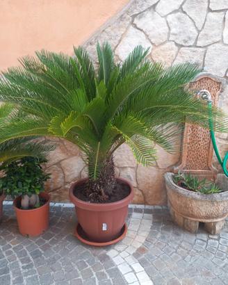 cicas di oltre 13 anni 