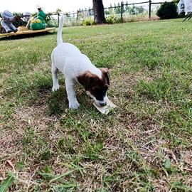 Ultima cucciola Jack Russell