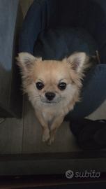 Stallone disponibile di chihuahua