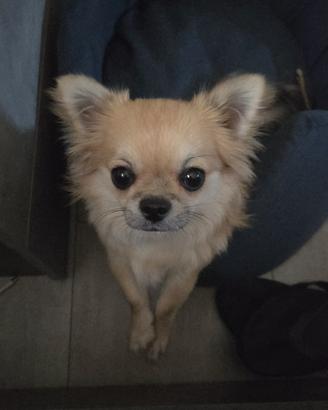 Stallone disponibile di chihuahua