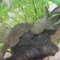Ancistrus pesce ventosa