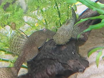 Ancistrus pesce ventosa