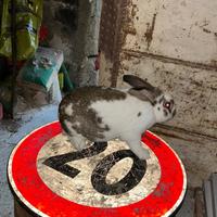 Coniglio maschio riproduttore