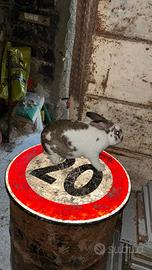 Coniglio maschio riproduttore