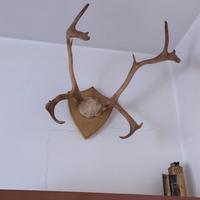 coppia di corna di cervo 