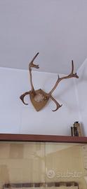 coppia di corna di cervo 