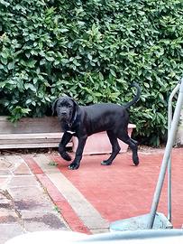 Cane corso