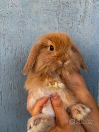 Coniglio Mini Lop