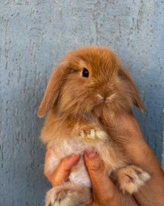 Coniglio Mini Lop